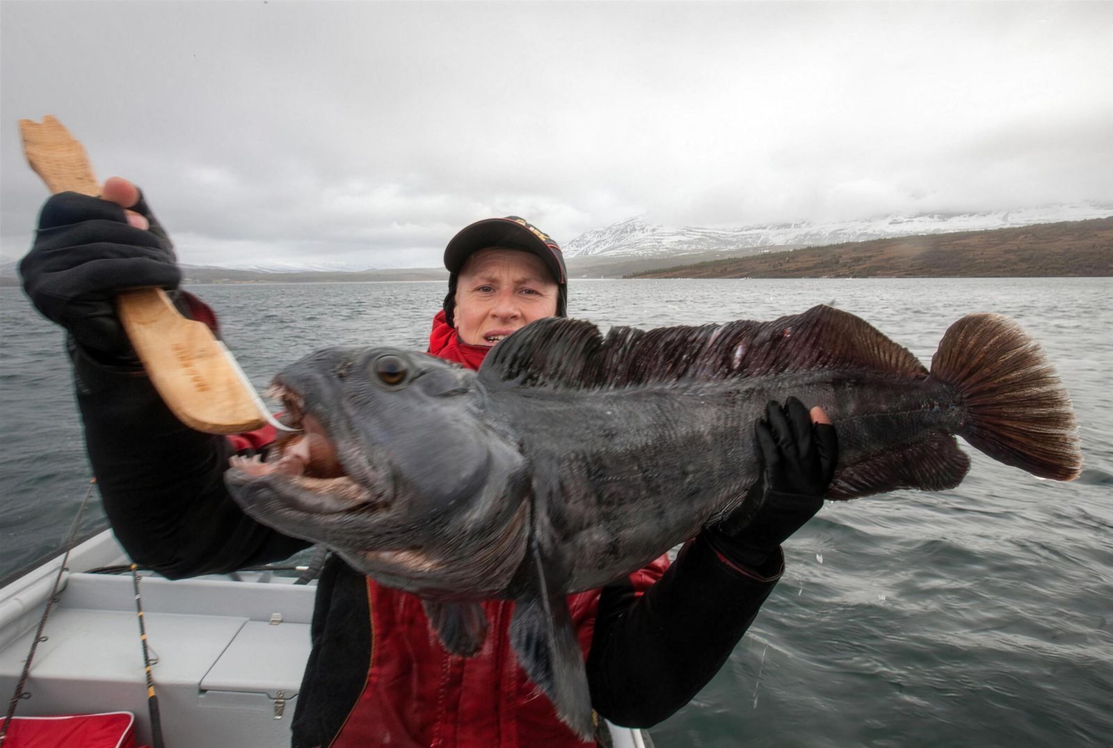 A wolffish caught in the strait